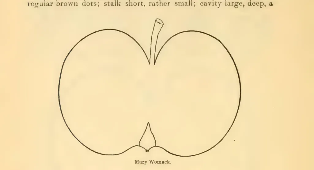 Illustration of Mary Womack