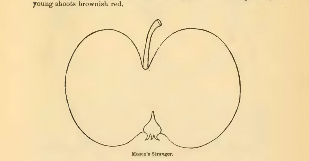 Illustration from Downing, Fruits and Fruit Trees of America (1900)