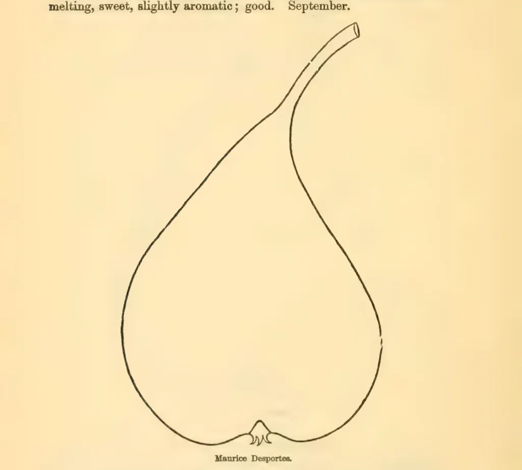 Illustration of Maurice Desportes