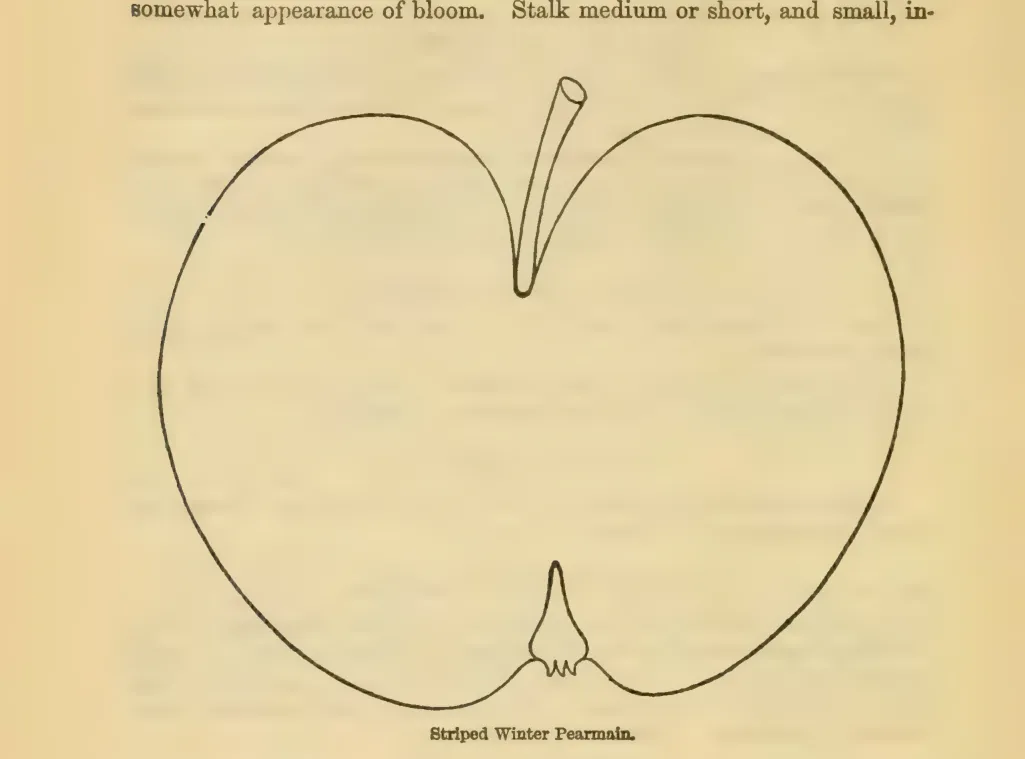 Illustration from Downing, Fruits and Fruit Trees of America (1900)