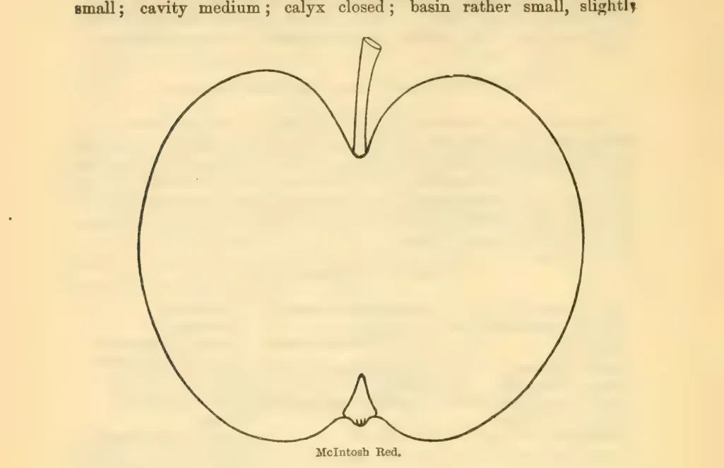 Illustration from Downing, Fruits and Fruit Trees of America (1900)