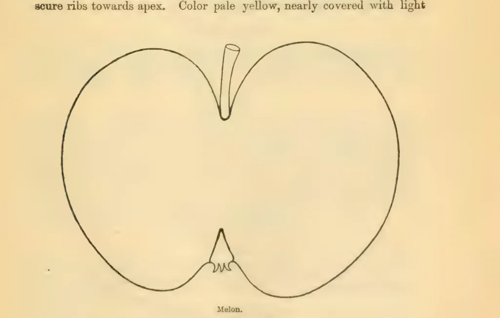 Illustration from Downing, Fruits and Fruit Trees of America (1900)