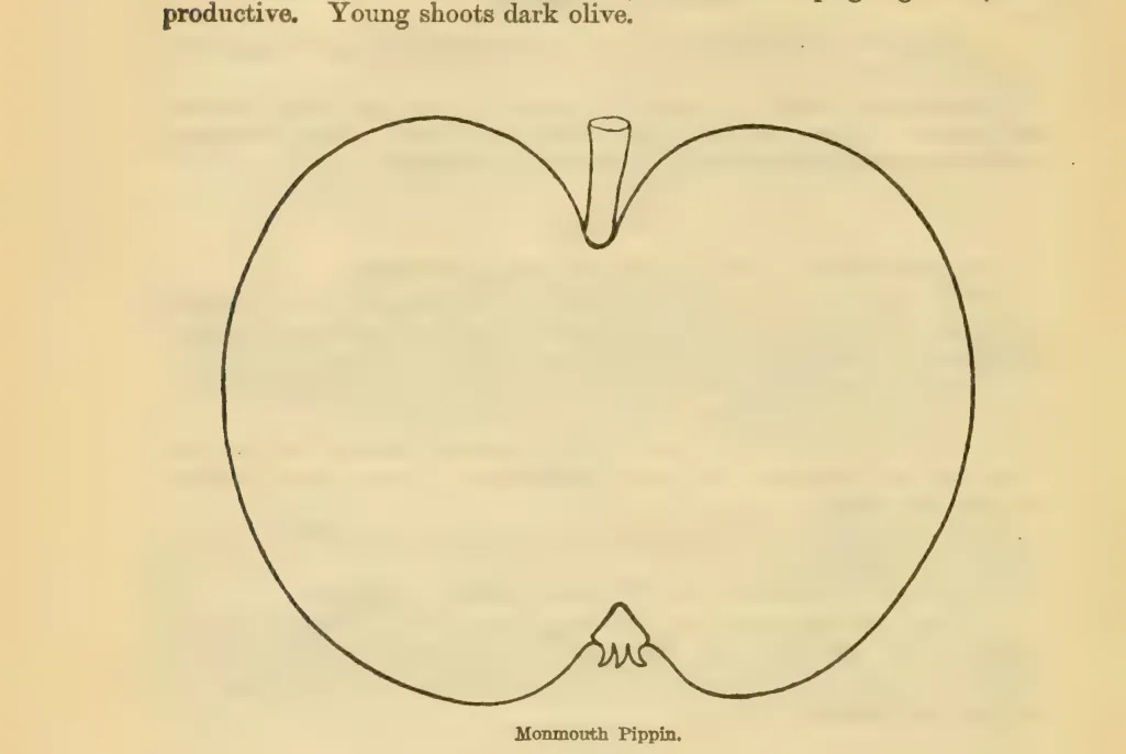 Illustration from Downing, Fruits and Fruit Trees of America (1900)