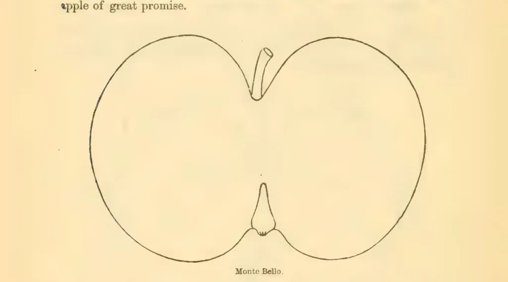 Illustration of Monte Bello