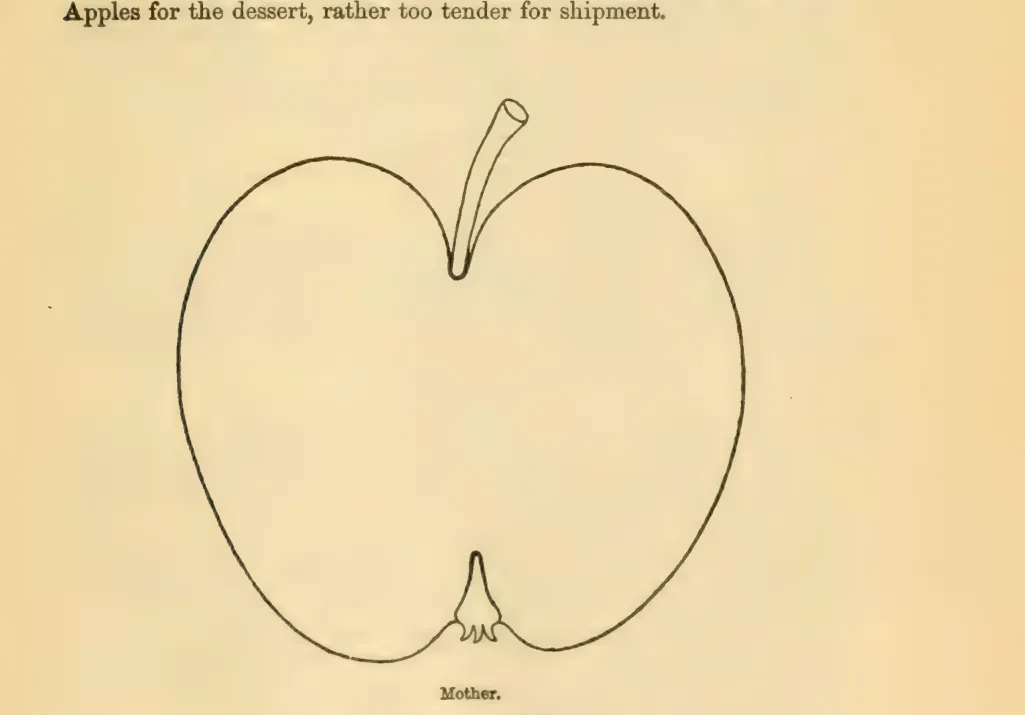 Illustration from Downing, Fruits and Fruit Trees of America (1900)