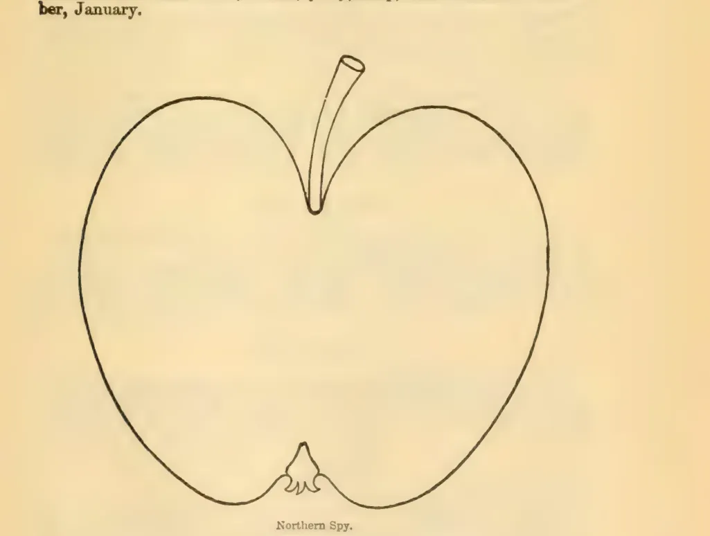 Illustration from Downing, Fruits and Fruit Trees of America (1900)
