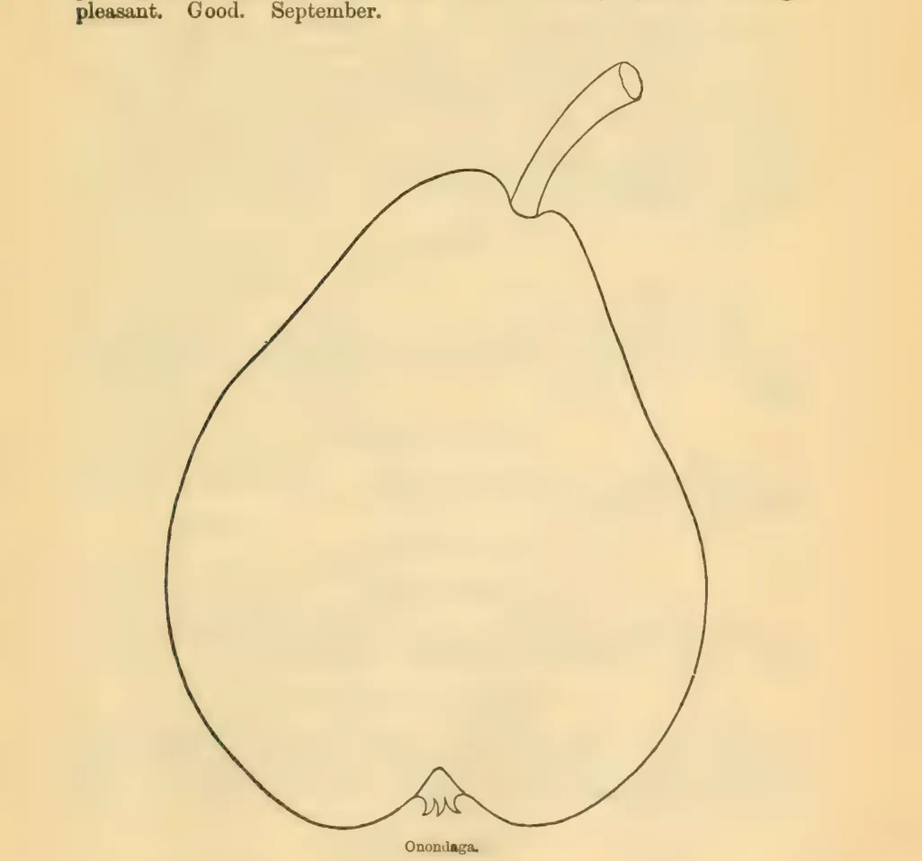 Illustration from Downing, Fruits and Fruit Trees of America (1900)