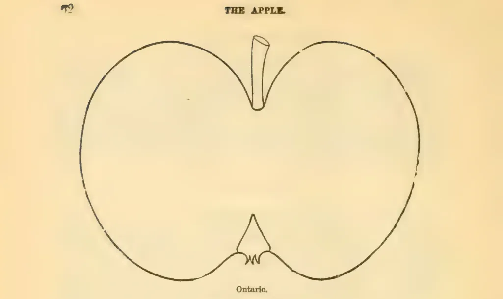 Illustration from Downing, Fruits and Fruit Trees of America (1900)