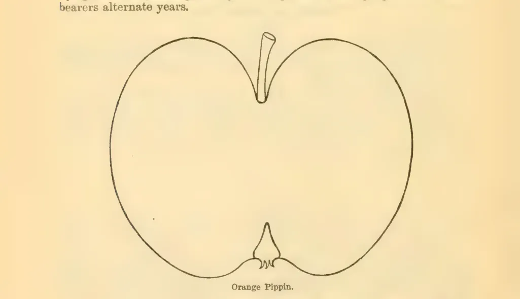 Illustration of Orange Pippin