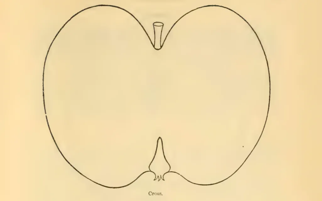 Illustration from Downing, Fruits and Fruit Trees of America (1900)