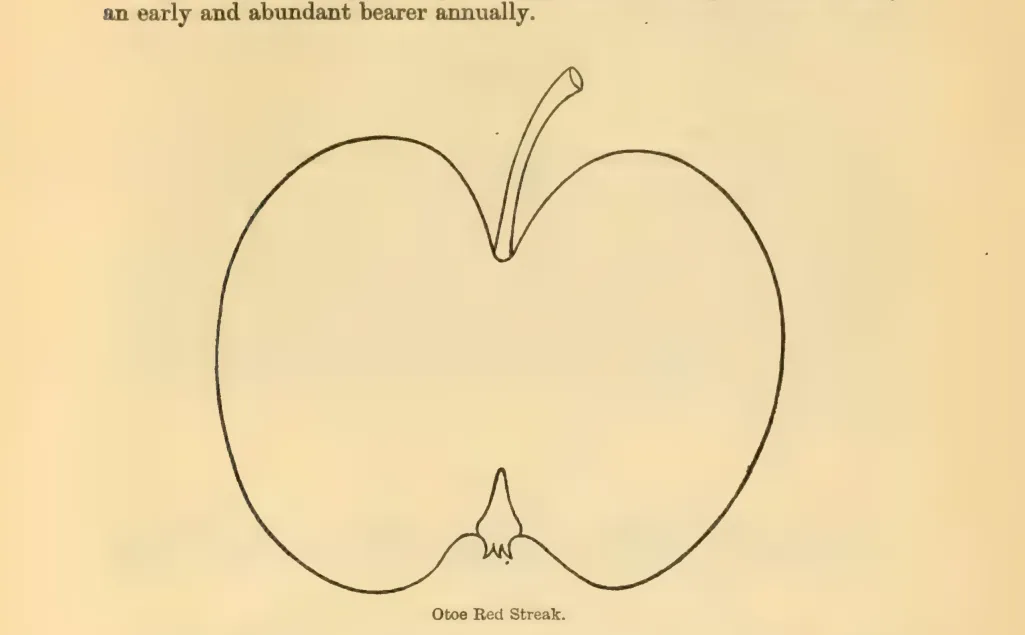 Illustration of Otoe Red Streak