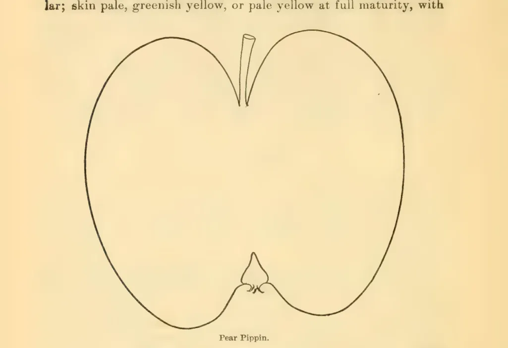 Illustration of Pear Pippin