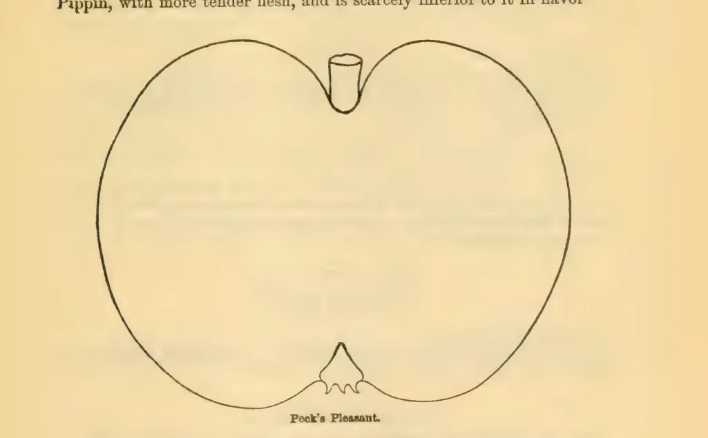 Illustration from Downing, Fruits and Fruit Trees of America (1900)
