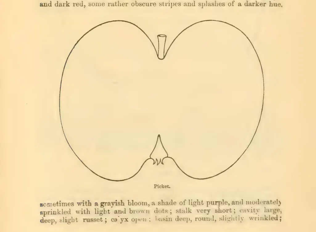 Illustration of Picket