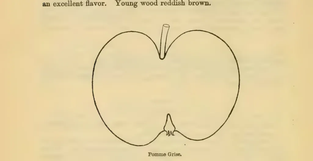 Illustration from Downing, Fruits and Fruit Trees of America (1900)