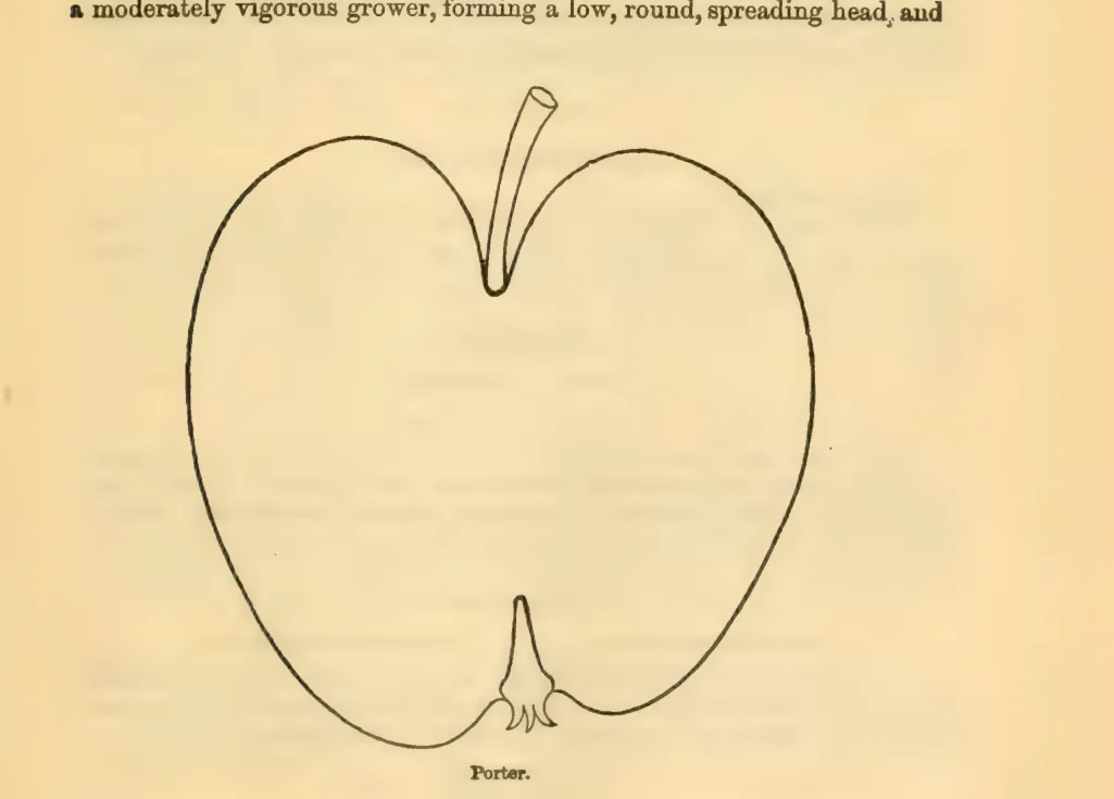 Illustration from Downing, Fruits and Fruit Trees of America (1900)