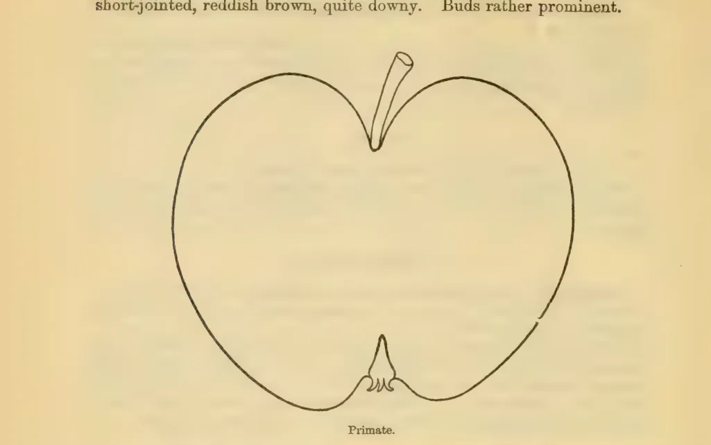 Illustration from Downing, Fruits and Fruit Trees of America (1900)