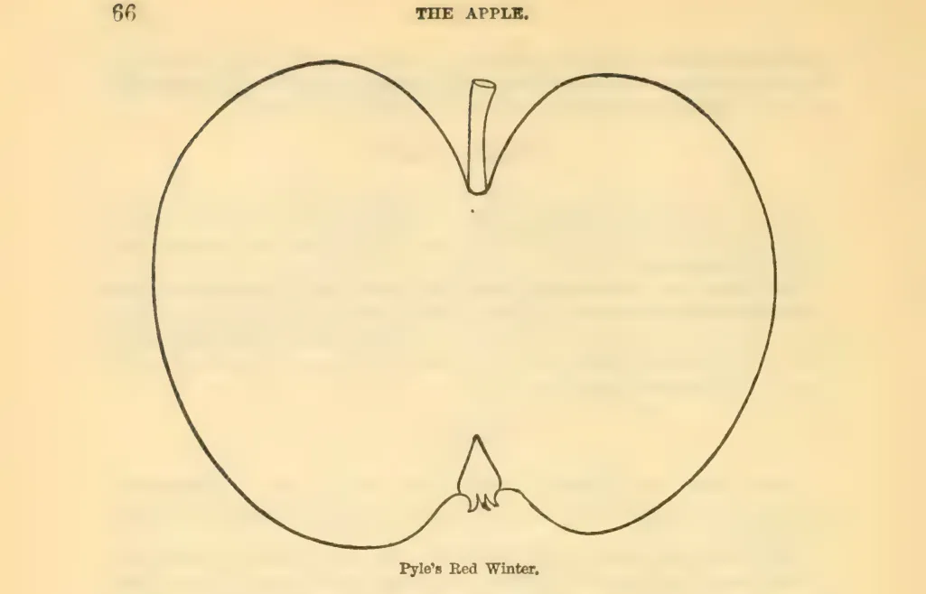 Illustration from Downing, Fruits and Fruit Trees of America (1900)