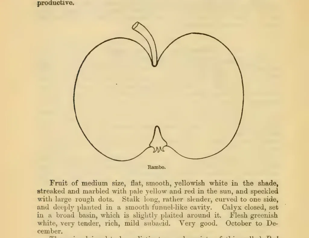 Illustration from Downing, Fruits and Fruit Trees of America (1900)