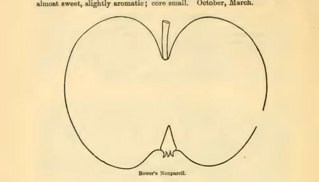 Illustration of Rawle's Genet