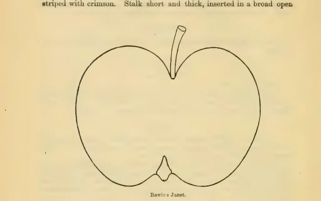 Illustration from Downing, Fruits and Fruit Trees of America (1900)