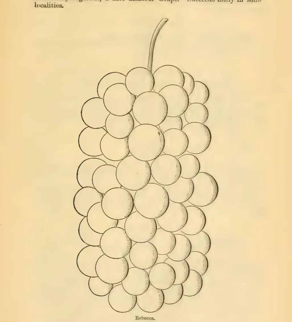 Illustration of Rebecca