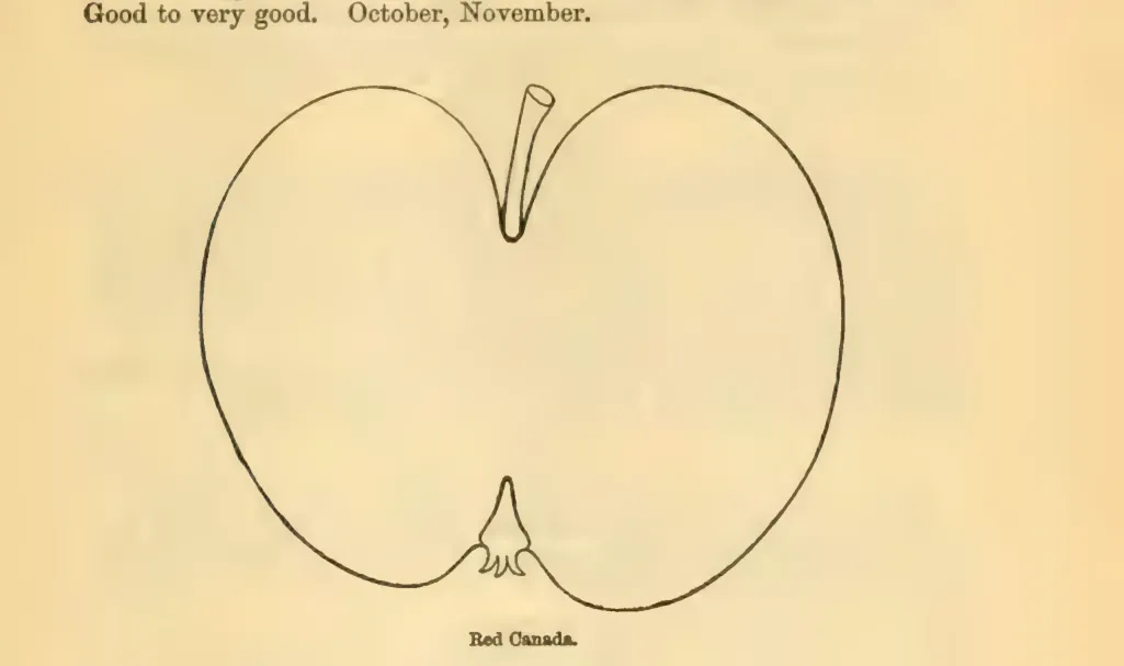 Illustration from Downing, Fruits and Fruit Trees of America (1900)