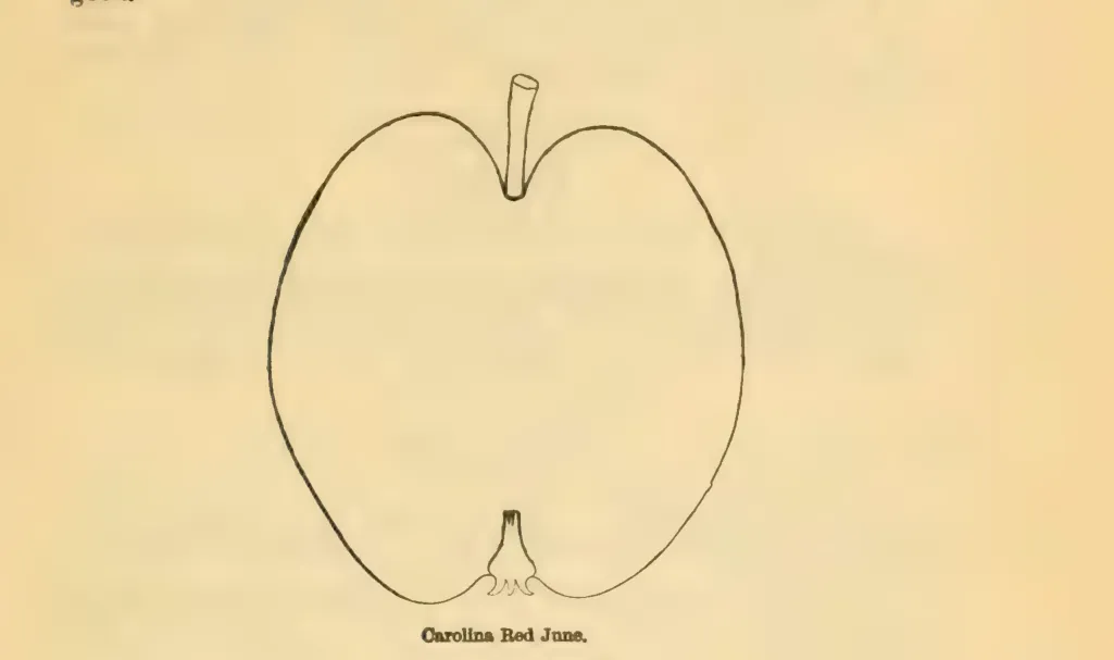 Illustration from Downing, Fruits and Fruit Trees of America (1900)