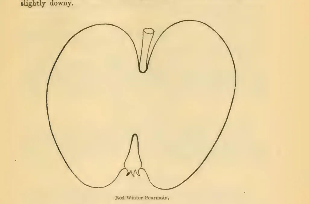 Illustration from Downing, Fruits and Fruit Trees of America (1900)