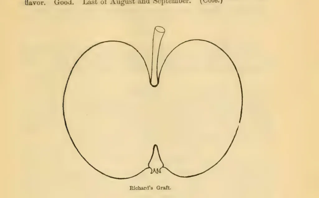 Illustration from Downing, Fruits and Fruit Trees of America (1900)
