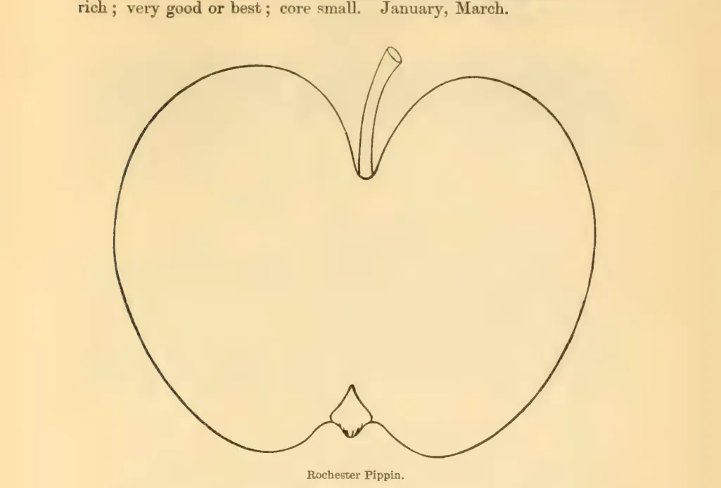 Illustration of Rochester Pippin