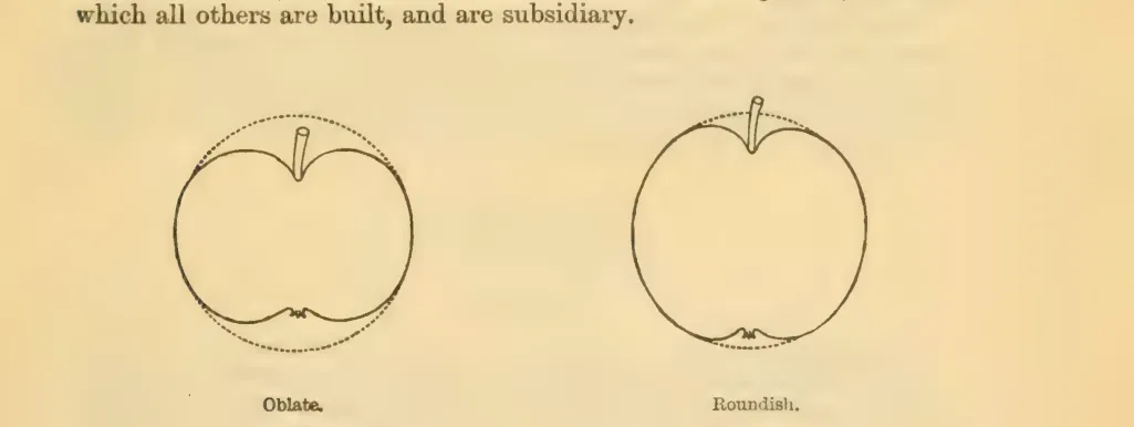 Illustration from Downing, Fruits and Fruit Trees of America (1900)