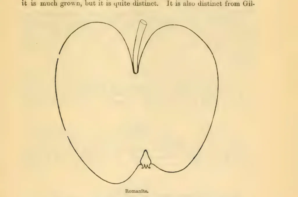 Illustration of Romanite