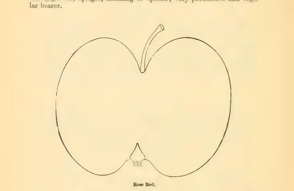 Illustration of Rose Red