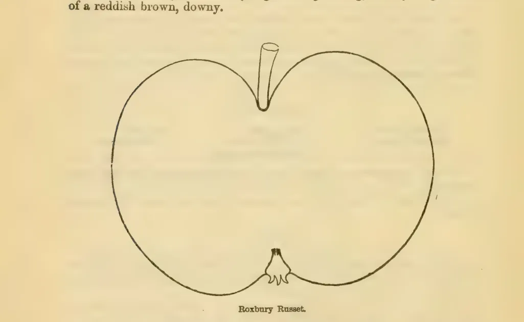 Illustration from Downing, Fruits and Fruit Trees of America (1900)