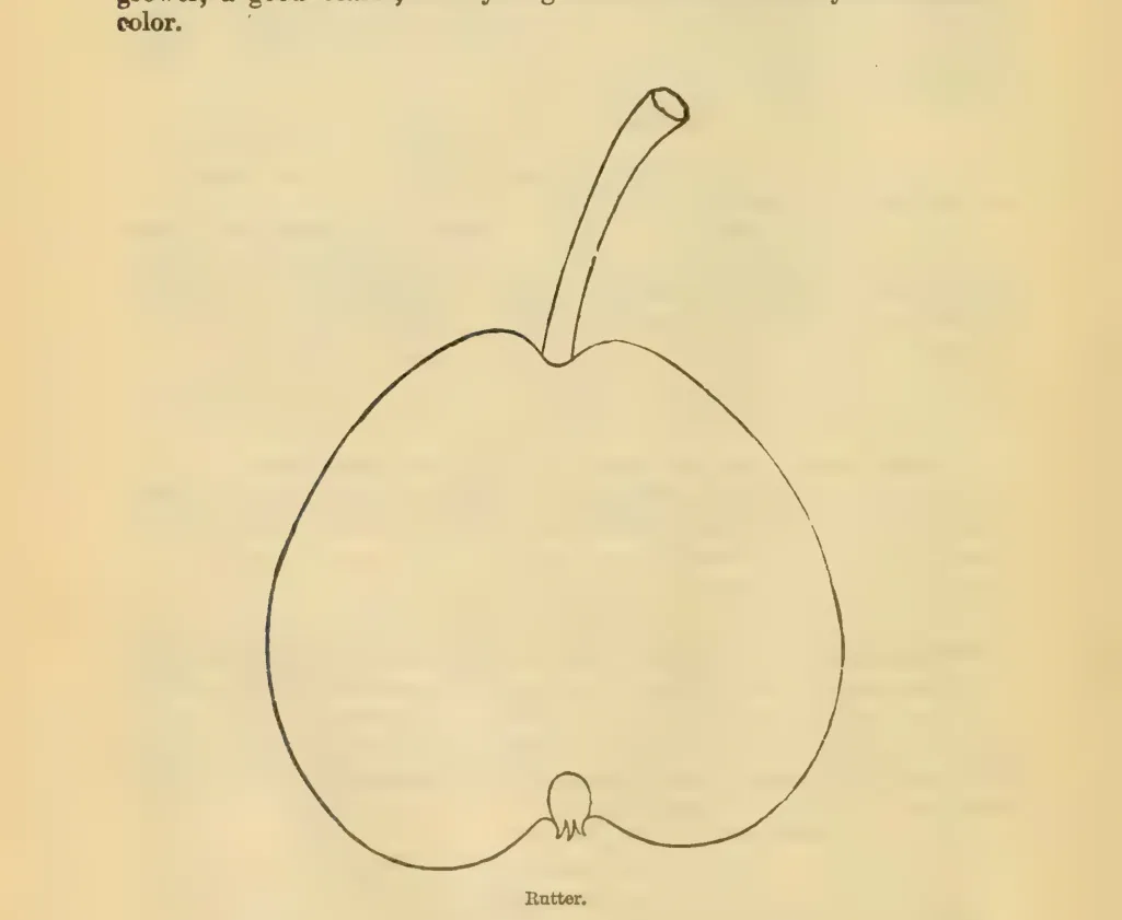 Illustration from Downing, Fruits and Fruit Trees of America (1900)
