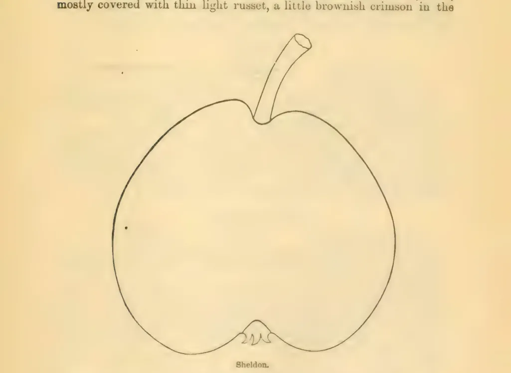 Illustration from Downing, Fruits and Fruit Trees of America (1900)