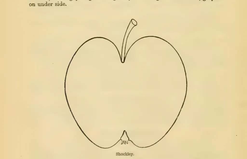Illustration from Downing, Fruits and Fruit Trees of America (1900)