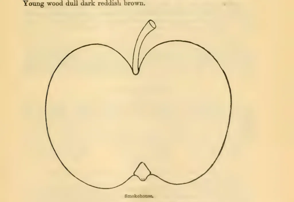 Illustration from Downing, Fruits and Fruit Trees of America (1900)