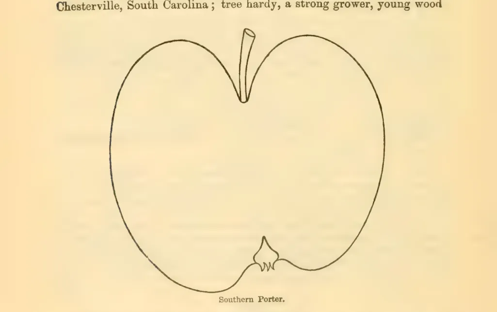 Illustration from Downing, Fruits and Fruit Trees of America (1900)