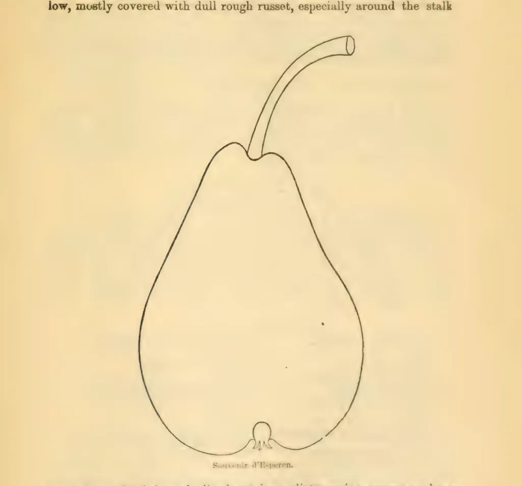 Illustration from Downing, Fruits and Fruit Trees of America (1900)