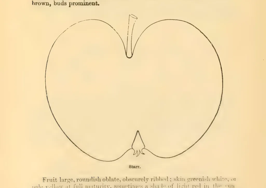 Illustration from Downing, Fruits and Fruit Trees of America (1900)