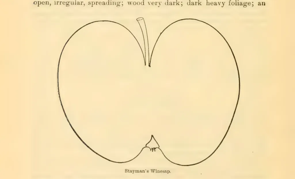 Illustration from Downing, Fruits and Fruit Trees of America (1900)