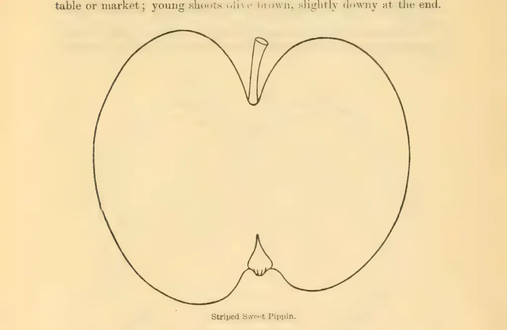 Illustration of Striped Sweet Pippin