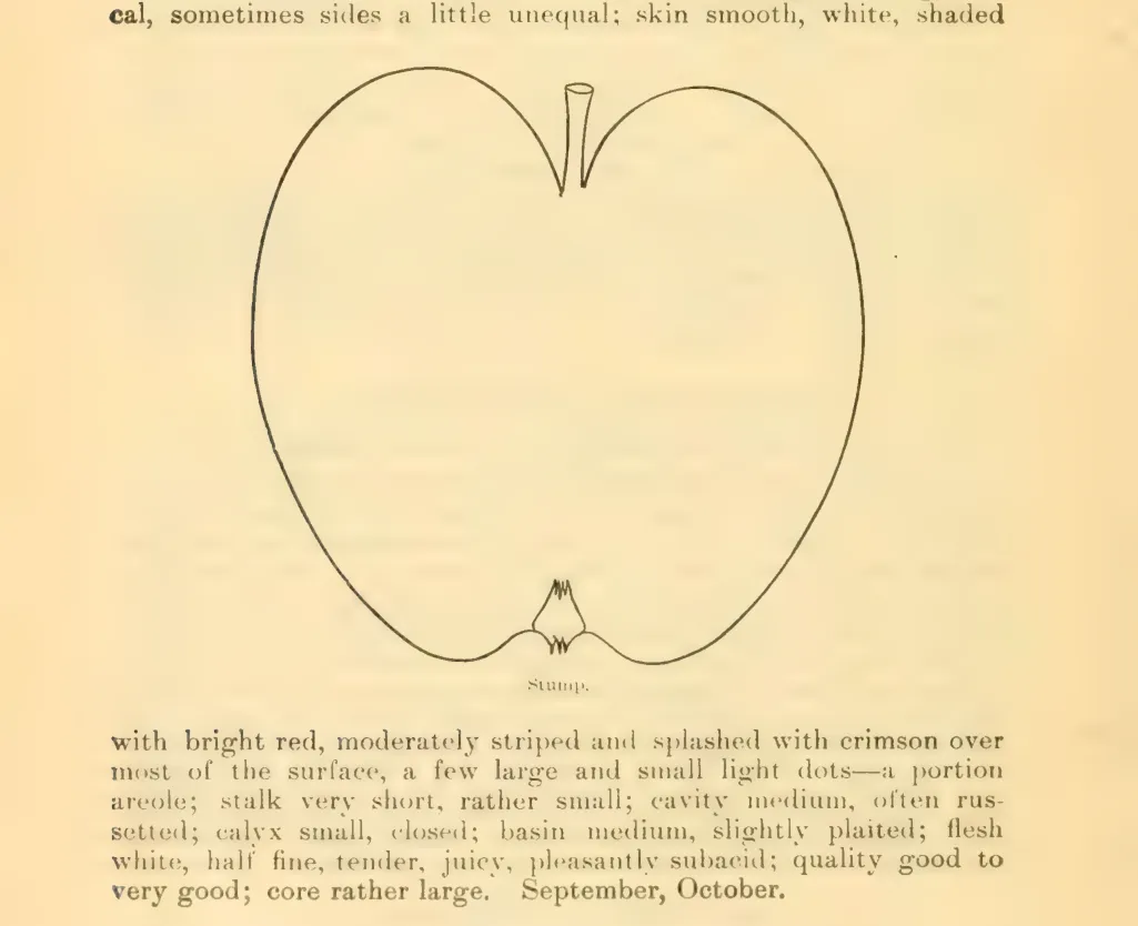 Illustration from Downing, Fruits and Fruit Trees of America (1900)