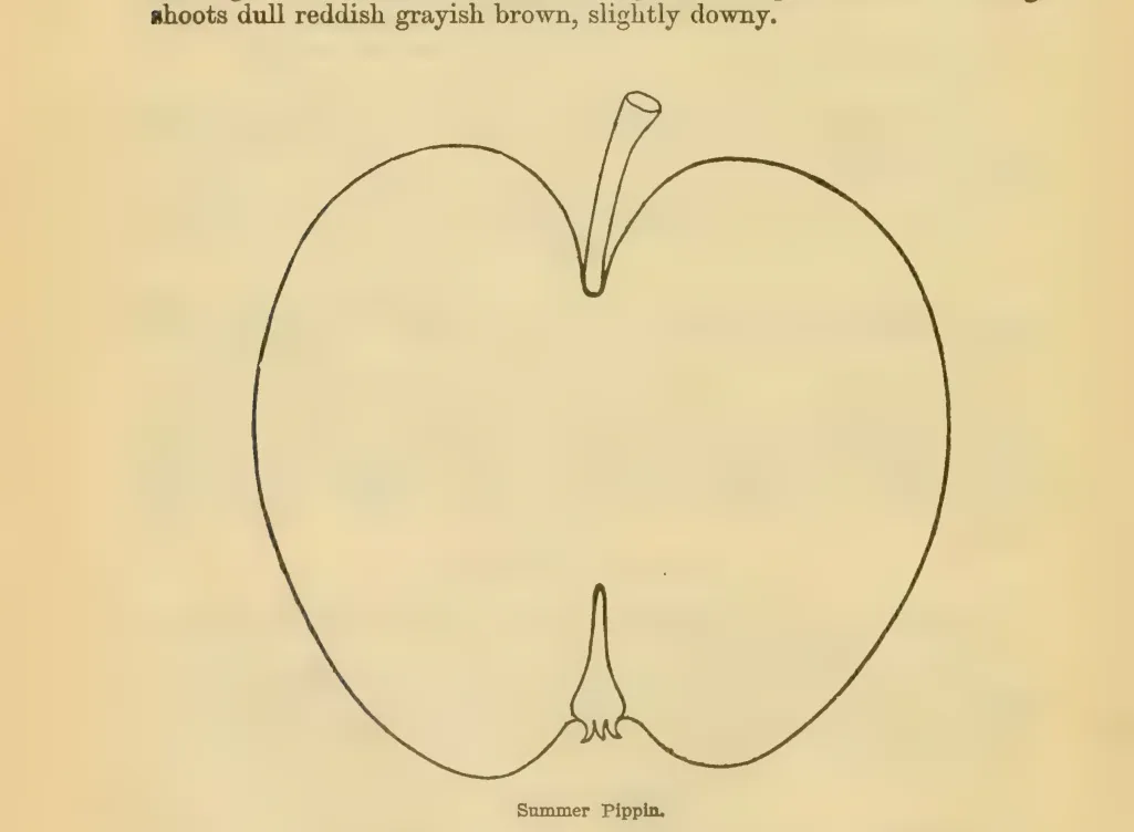 Illustration from Downing, Fruits and Fruit Trees of America (1900)