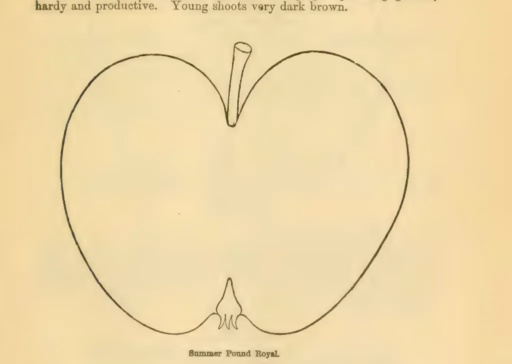 Illustration from Downing, Fruits and Fruit Trees of America (1900)