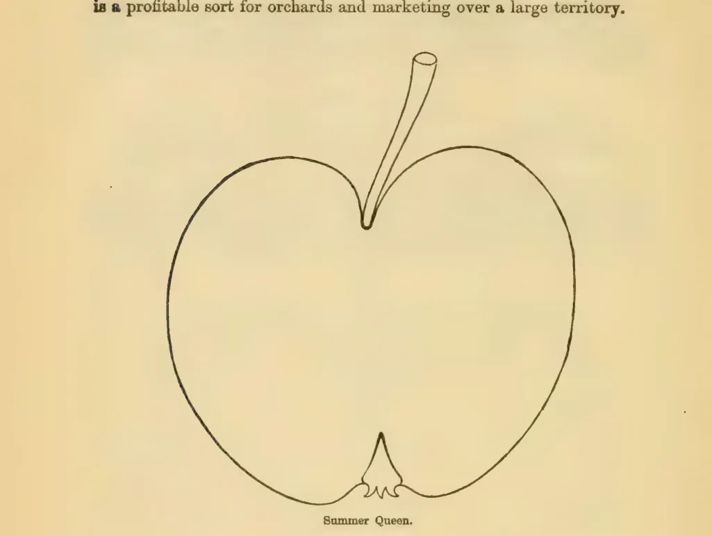 Illustration from Downing, Fruits and Fruit Trees of America (1900)