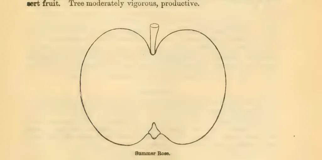 Illustration from Downing, Fruits and Fruit Trees of America (1900)