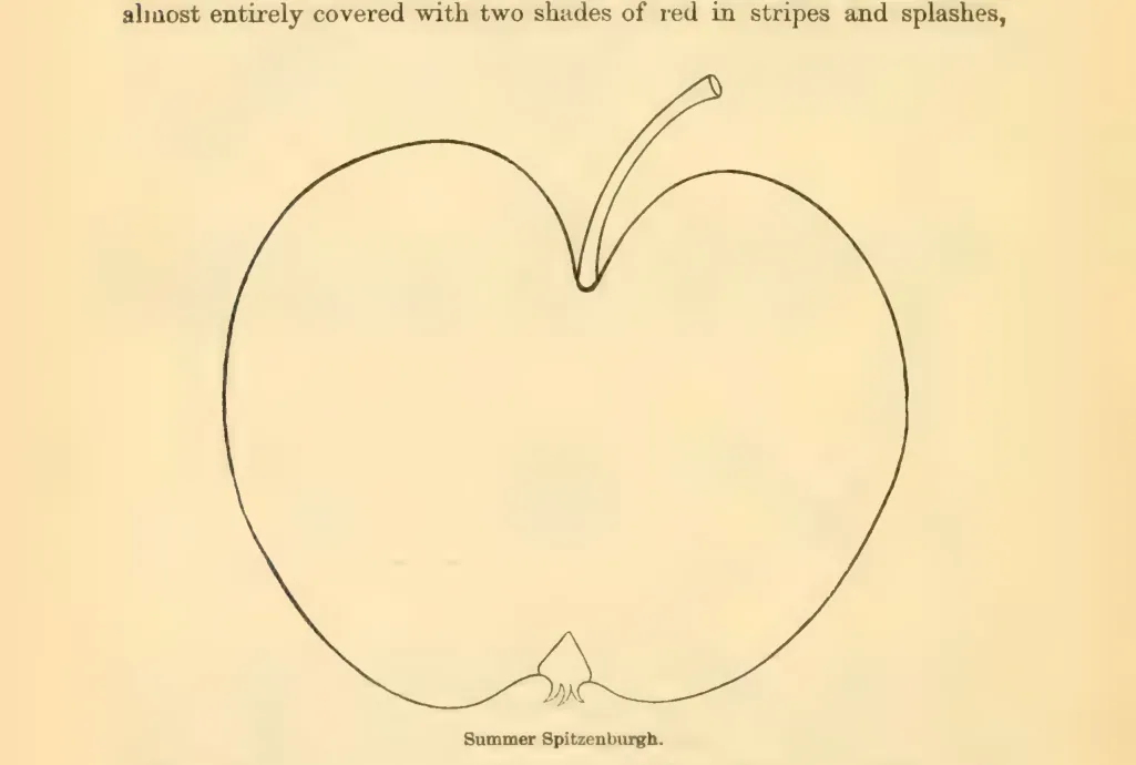 Illustration from Downing, Fruits and Fruit Trees of America (1900)